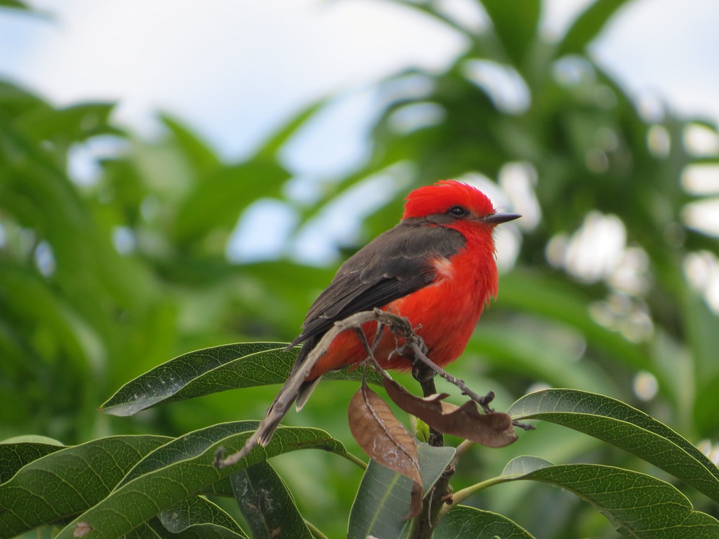 img 0252 29072538215 l.jpg